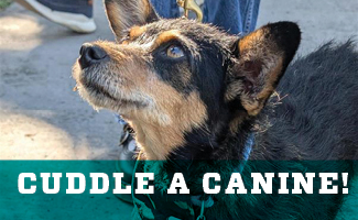 Cuddle a Canine April 16 Outside Zimmerman Library